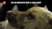 POLITI: Storia del cane Jako, legato e bruciato vivo