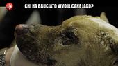 POLITI: Storia del cane Jako, legato e bruciato vivo