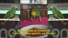 Tanta pappa, poco gallo