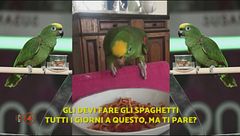 Tanta pappa, poco gallo
