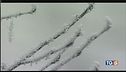 Tornano gelo e neve verso picco influenza