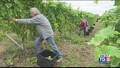 Gusto di Vino: la vendemmia