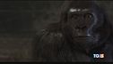 Attenti al gorilla