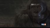 Attenti al gorilla