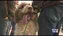 Il raduno dei cani da tartufo