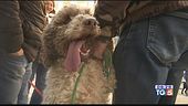 Il raduno dei cani da tartufo
