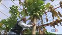 Frutta esotica italiana, un nuovo mercato