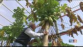 Frutta esotica italiana, un nuovo mercato
