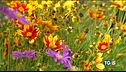 I fiori dell'autunno
