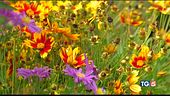I fiori dell'autunno