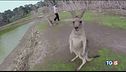 Strage di canguri in Australia