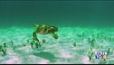 Un docufilm sulle tartarughe marine