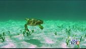 Un docufilm sulle tartarughe marine