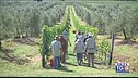Gusto diVino -Il Brunello di Montalcino