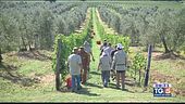 Gusto diVino -Il Brunello di Montalcino