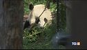 A spasso con il panda
