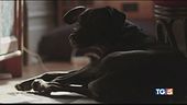 La tecnologia guarda anche al benessere degli animali