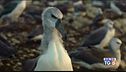 Un documentario per gli albatros