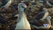 Un documentario per gli albatros