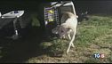 Mille cani salvati da un rito atroce