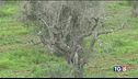 "Xylella pericolo per tutta Europa"