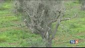 "Xylella pericolo per tutta Europa"