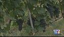 Gusto DiVino: la vendemmia in Piemonte