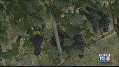 Gusto DiVino: la vendemmia in Piemonte