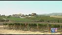 Gusto di Vino: i vini della Sicilia