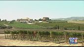 Gusto di Vino: i vini della Sicilia