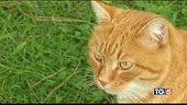Liberi e sornioni la festa dei gatti