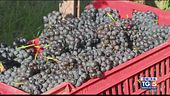 La vendemmia del nebbiolo