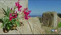 La splendida isola di Capraia