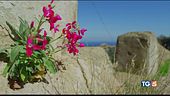 La splendida isola di Capraia