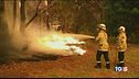 Gli incendi dell'uomo fanno strage di koala