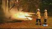 Gli incendi dell'uomo fanno strage di koala