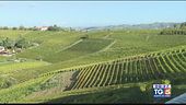 Gusto DiVino: tra le Langhe e il Monferrato