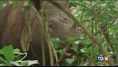 Una specie quasi estinta