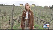 Gusto di Vino: San Giovese