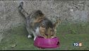 I cani e i gatti, vera passione