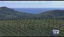 Gusto Di Vino: vitigni di Calabria