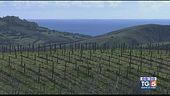 Gusto Di Vino: vitigni di Calabria
