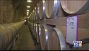 Gusto Di Vino: un vigneto di merlot nelle Marche