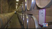 Gusto Di Vino: un vigneto di merlot nelle Marche