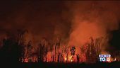 Appello del WWF per salvare l'Amazzonia