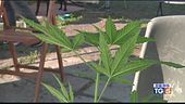 Cannabis: via libera in minime quantità