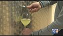 Gusto di Vino: il Nebbiolo bianco