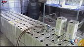 Truffa dell'olio, arresti in Puglia