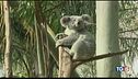 Koala addio?