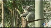 Koala addio?